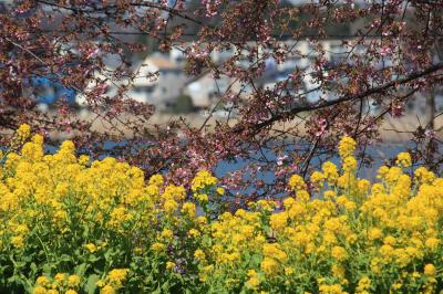 手賀沼の河津桜は満開までにはもう少しだね！