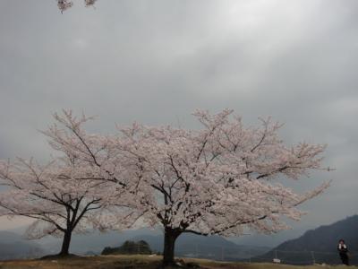 竹田城跡の桜