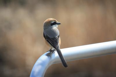 手賀沼公園のカモの水浴びをみたり～鳥を追いかけたりしました・・・。