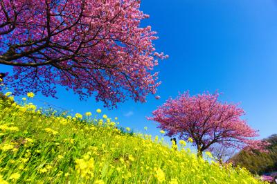 一足早い桜を求めて伊豆へ：みなみの桜と菜の花まつり編 (2015年2月)