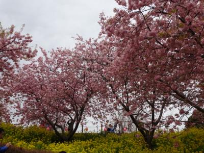 松田町の西平畑公園で散りはじめた河津桜