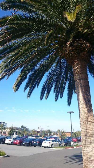 サンフランシスコ～サンノゼ出張