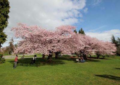 クイーン・エリザベス公園 4回目： 日本より一足早いお花見 五分咲きの桜＆満開のコブシ