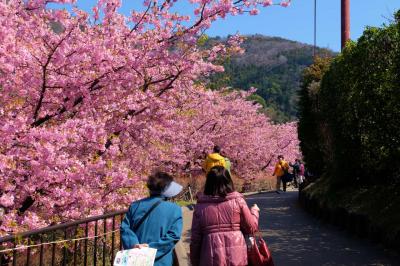 「富士と桜と　大パノラマ」　まつだ桜まつり　上