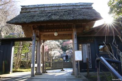 鎌倉の梅の名所へ：東慶寺