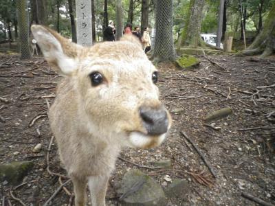 奈良のお水取りと大阪・奈良食べ、飲み歩き～2日目　奈良編