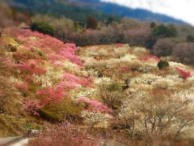 筑波山梅林