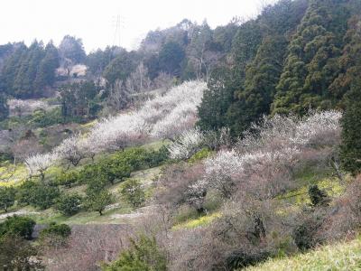 春の装いを楽しみながら高松山に登る