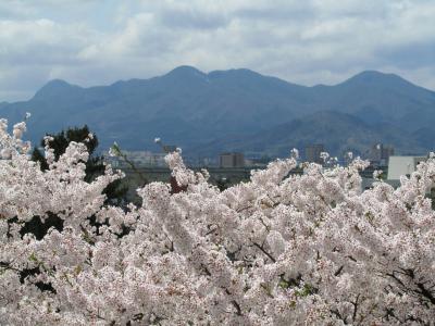 満開！　盛岡城跡公園の桜　と　石割桜