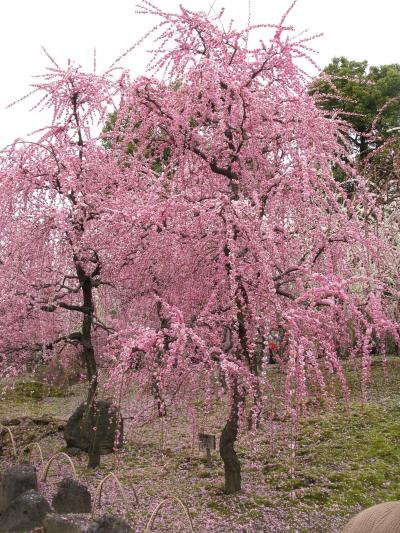 城南宮の枝垂れ梅。豪華絢爛。ハッと息をのむその美しさ！！　　それから大阪府交野市のほしだ園地の星のブランコへ行きました。