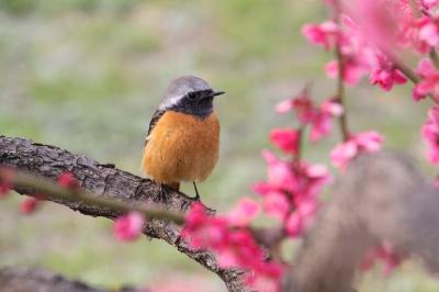 久々、大阪城の梅林へ