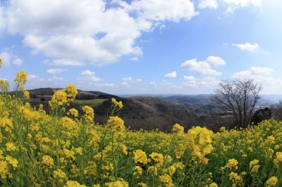 菜の花と動物達に癒されに。千葉県富津市のマザー牧場
