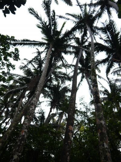 妊娠９ヶ月産休に入った記念に石垣島旅行に行ってきました！③