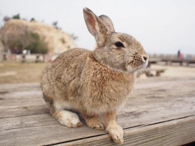 ６回目の大久野島　かわいいうさぎに癒されおいしい食事を楽しむ旅