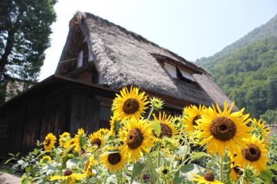 夏の白川郷＆五箇山で世界遺産の合掌造りを見る　Vol.1 五箇山篇