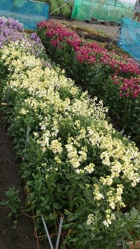 早春南房総1泊の旅