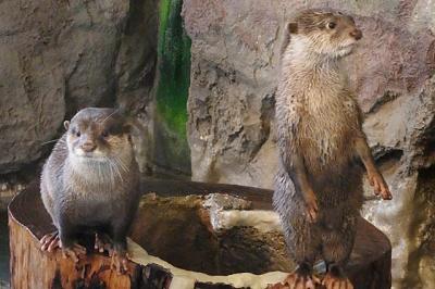 雨と熱さの屋島の戦い～屋島寺・新屋島水族館編～。