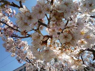 半年振りの福岡in遊び人～福岡県の光と影！（・。・；大牟田編