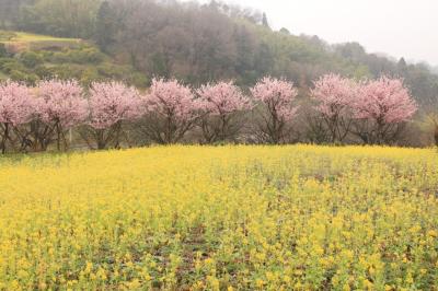 【篠窪】菜の花が見頃です！