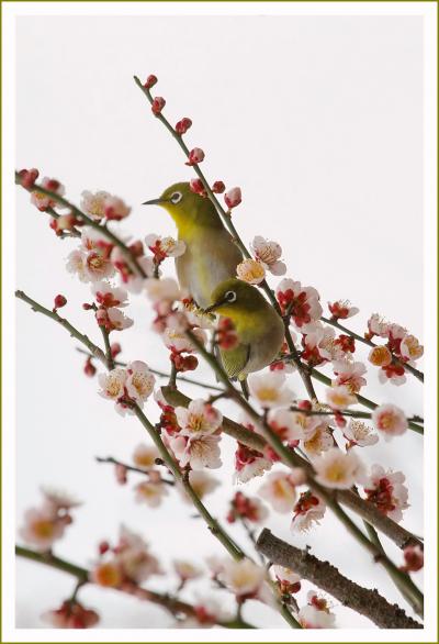 Solitary Journey ［1538］ 観梅♪ 青丹よし 奈良の都は 咲く花の にほふがごとく 今盛りなり ＜春の車旅～平城宮跡を歩く＞奈良県奈良市