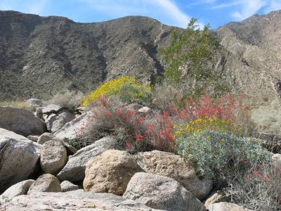 アンザボレゴ砂漠州立公園(Anza-Borego Desert State Park)のワイルドフラワー(Wild Flowers)