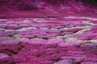 ２０１４年最初の北海道　　２．倶知安の芝桜と札幌オフ会