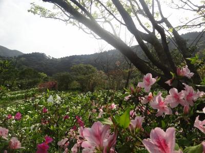 姉妹旅リベンジ台北　⑨春の陽明山「竹子湖」「硫黄谷」