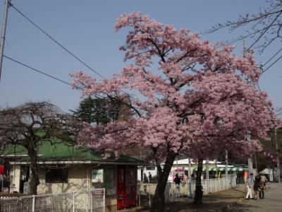 ２０１５　清水公園に伊豆多賀赤を見に出かけたがちょっと遅かった？