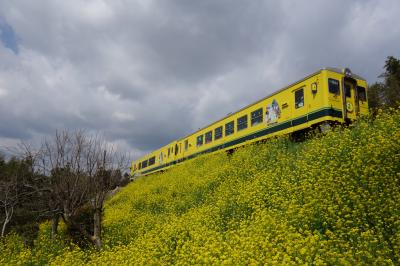 菜の花畑を走るいすみ鉄道と小湊鉄道