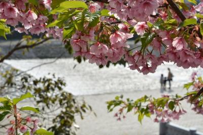 京都の桜を探して北・中・東　二日目！2015年