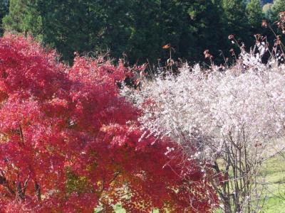 城嶺公園に冬桜を見に行こう☆