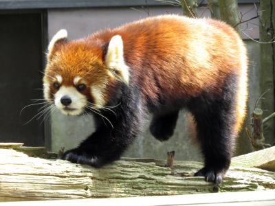 初春のレッサーパンダ紀行【５】 大牟田市動物園　福岡３園１日回り再び② ひさびさの大牟田ＺＯＯ、そらちゃんとレン君は別居でした ＆ 会えてよかった、リラママと４頭の仔ライオン！！　