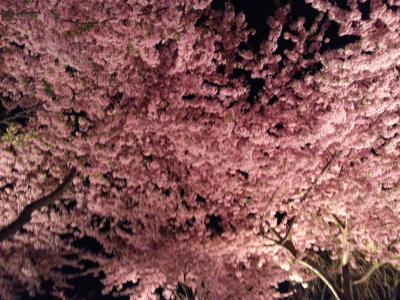 今年最初の花見はなばなの里で