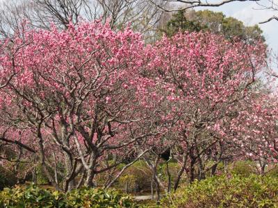 京都     山科、小野の随心院ではねずの梅を観る