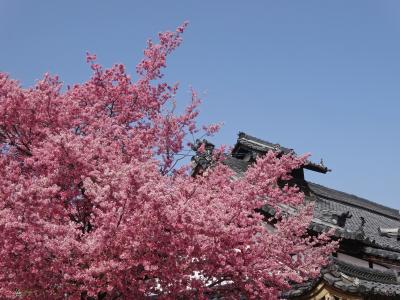 京都に春がきたぁ♪ (中篇) ◇ 早咲きの桜に出会う ～ 上賀茂神社と社家町を散歩
