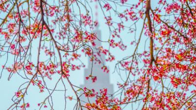 早咲きの桜を見に新宿御苑へ