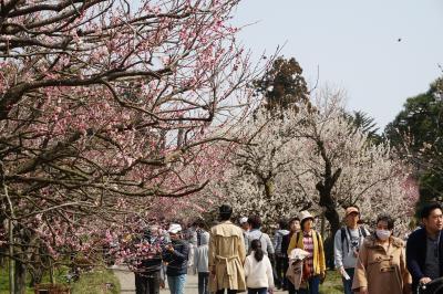 2015-03日帰り偕楽園梅まつり