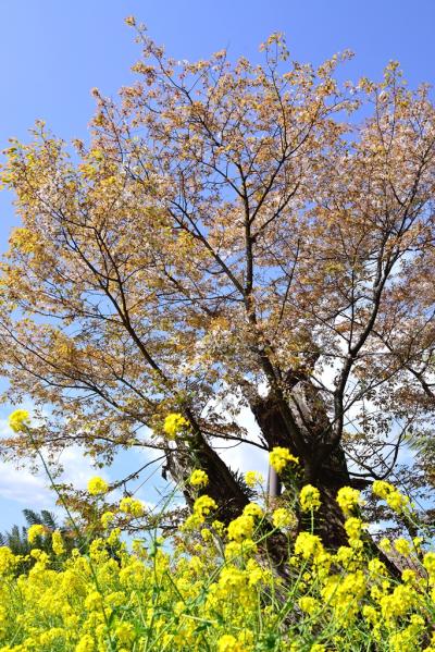 魚見桜