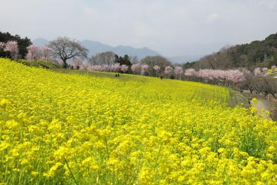 篠窪の春景・・・