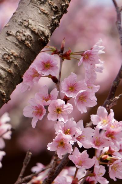 桜と梅が競演する明石・柿本神社
