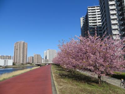 隅田川と桜