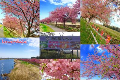 八千代市~ぶらり桜散策~