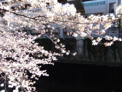 江戸川公園(江戸川橋駅)から椿山荘のさくら