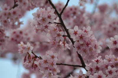 速報、京都の開花情報 ： 東山 知恩院、円山公園周辺の桜と二条城の梅林