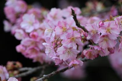 河津桜を見に行ってきました。