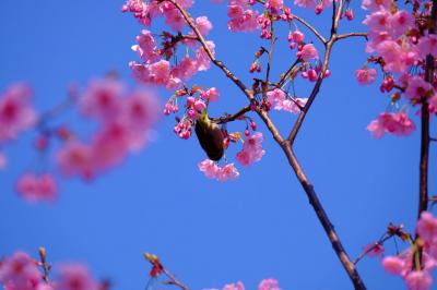 ２０１５　桜祭り　その前に　飛鳥山　そして本番は