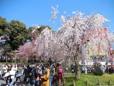 [花見] 上野公園の桜 [開花状況の報告です]