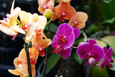 洋蘭展inフラリエに出かける