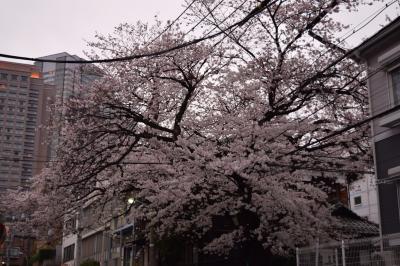 東京散歩♪ vol.28 恵比寿・・・桜・桜・桜・・・♪