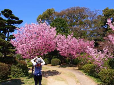 西九州３桜巡り　　活きいか造り・伊万里牛と甘えび食べ放題！海鮮丼　日帰りバスツアー